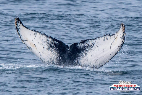 Princess Monterey Whale Watching