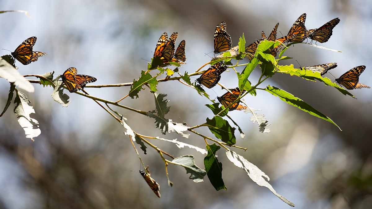 Reasons to Visit Monterey County in the Fall