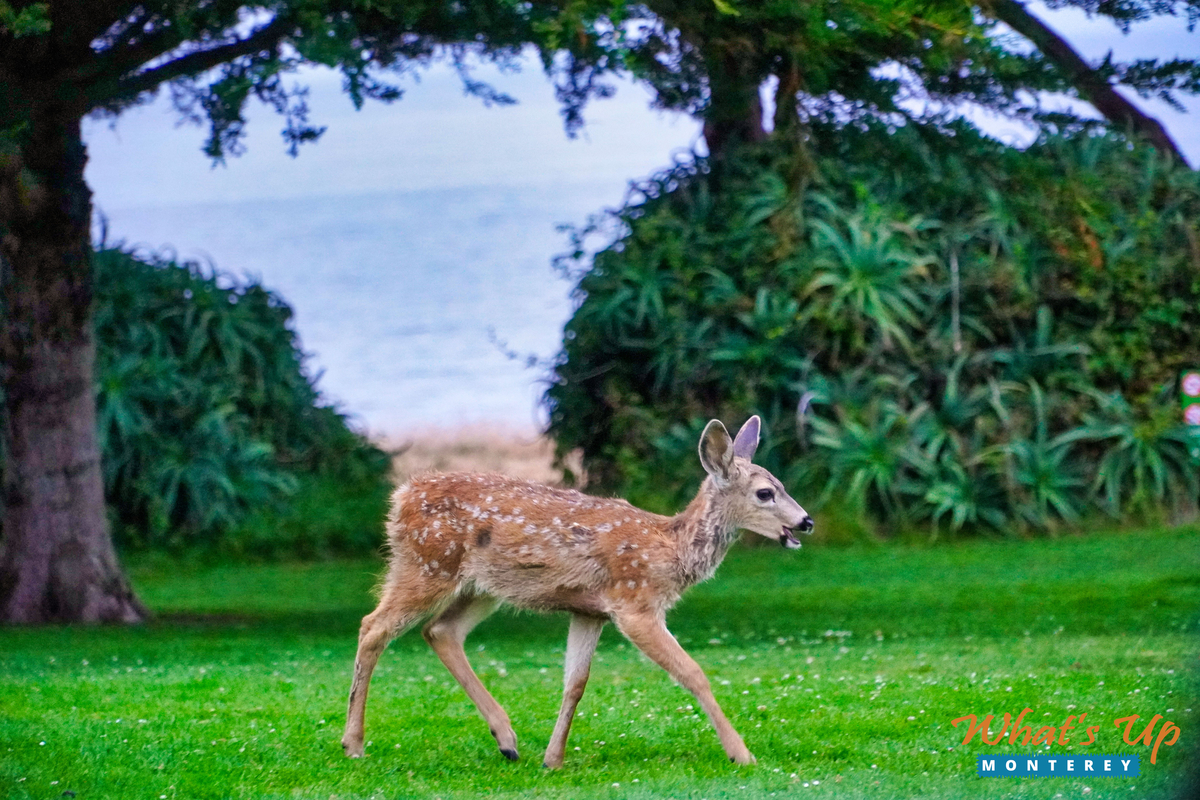 Pacific Grove, America's Last Hometown